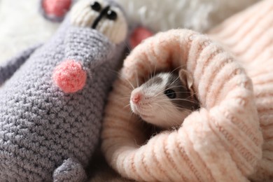 Photo of Adorable little rat in sweater and crocheted toy, closeup