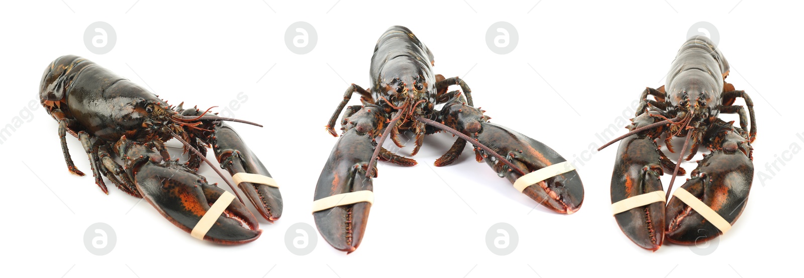 Image of Fresh raw lobster isolated on white, set