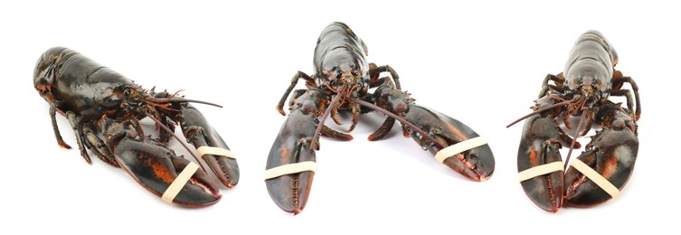 Image of Fresh raw lobster isolated on white, set