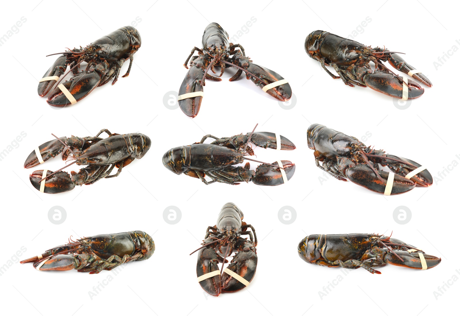 Image of Fresh raw lobster isolated on white, set