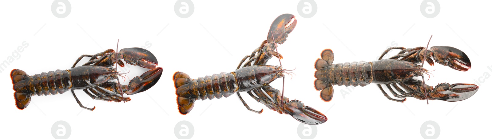 Image of Fresh raw lobster isolated on white, set. Top view