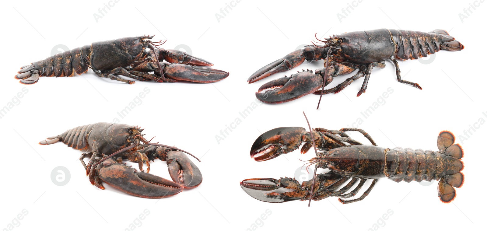 Image of Fresh raw lobster isolated on white, set