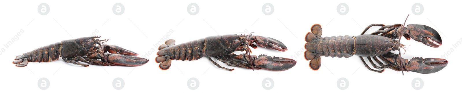 Image of Fresh raw lobster isolated on white, set