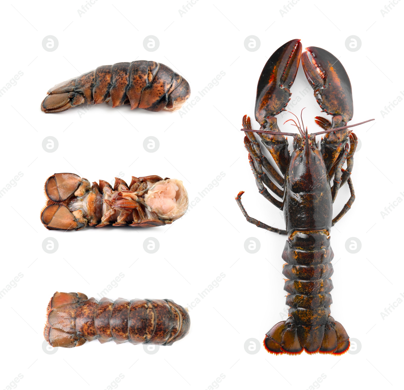 Image of Fresh raw lobster and tails isolated on white, set