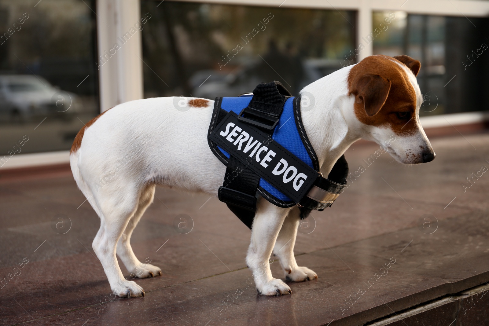 Photo of Cute Jack Russell Terrier wearing service dog vest outdoors