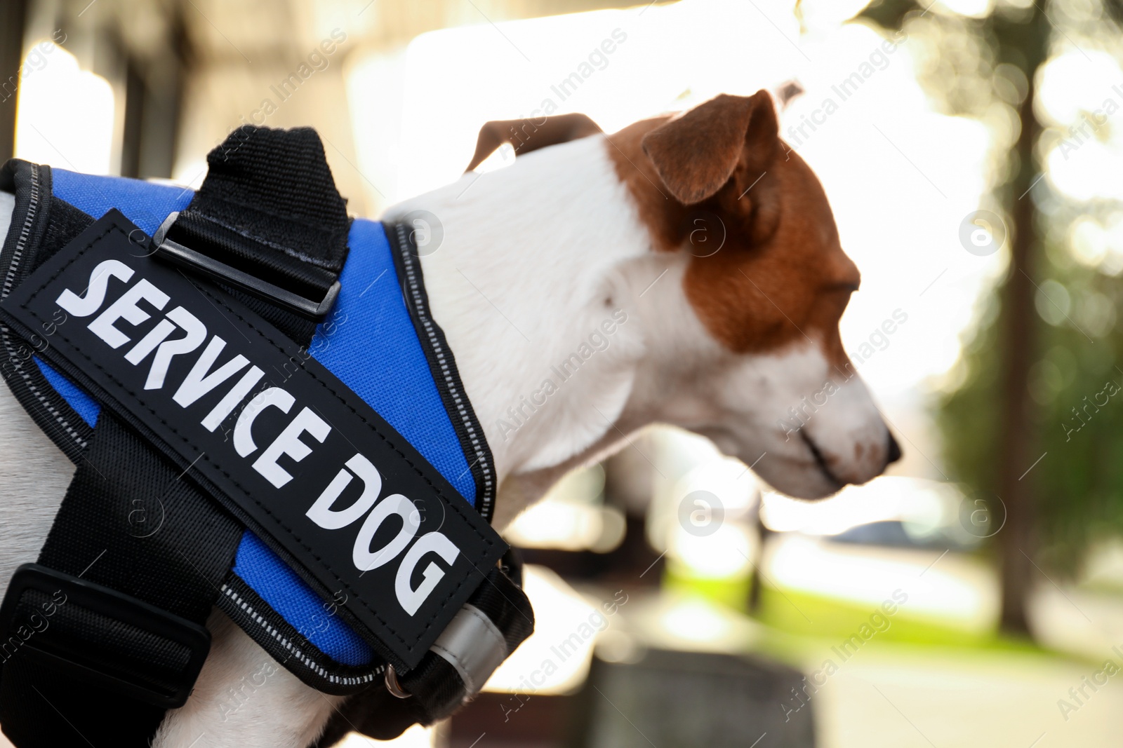 Photo of Cute Jack Russell Terrier wearing service dog vest outdoors, closeup