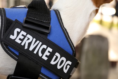 Photo of Cute Jack Russell Terrier wearing service dog vest outdoors, closeup