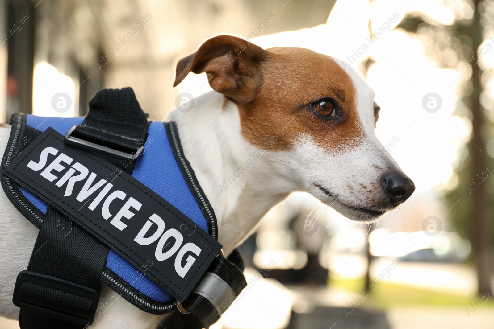 Photo of Cute Jack Russell Terrier wearing service dog vest outdoors, closeup