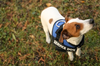 Photo of Cute Jack Russell Terrier wearing service dog vest outdoors, above view. Space for text