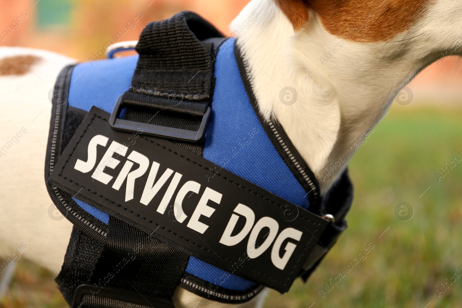 Photo of Cute Jack Russell Terrier wearing service dog vest outdoors, closeup