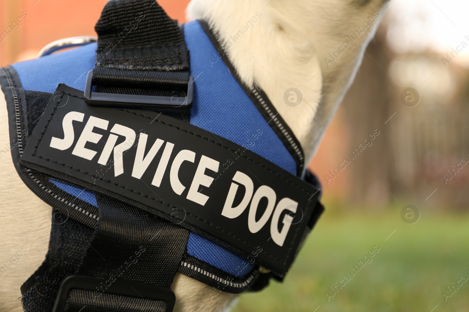 Photo of Cute Jack Russell Terrier wearing service dog vest outdoors, closeup