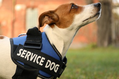 Photo of Cute Jack Russell Terrier wearing service dog vest outdoors, closeup