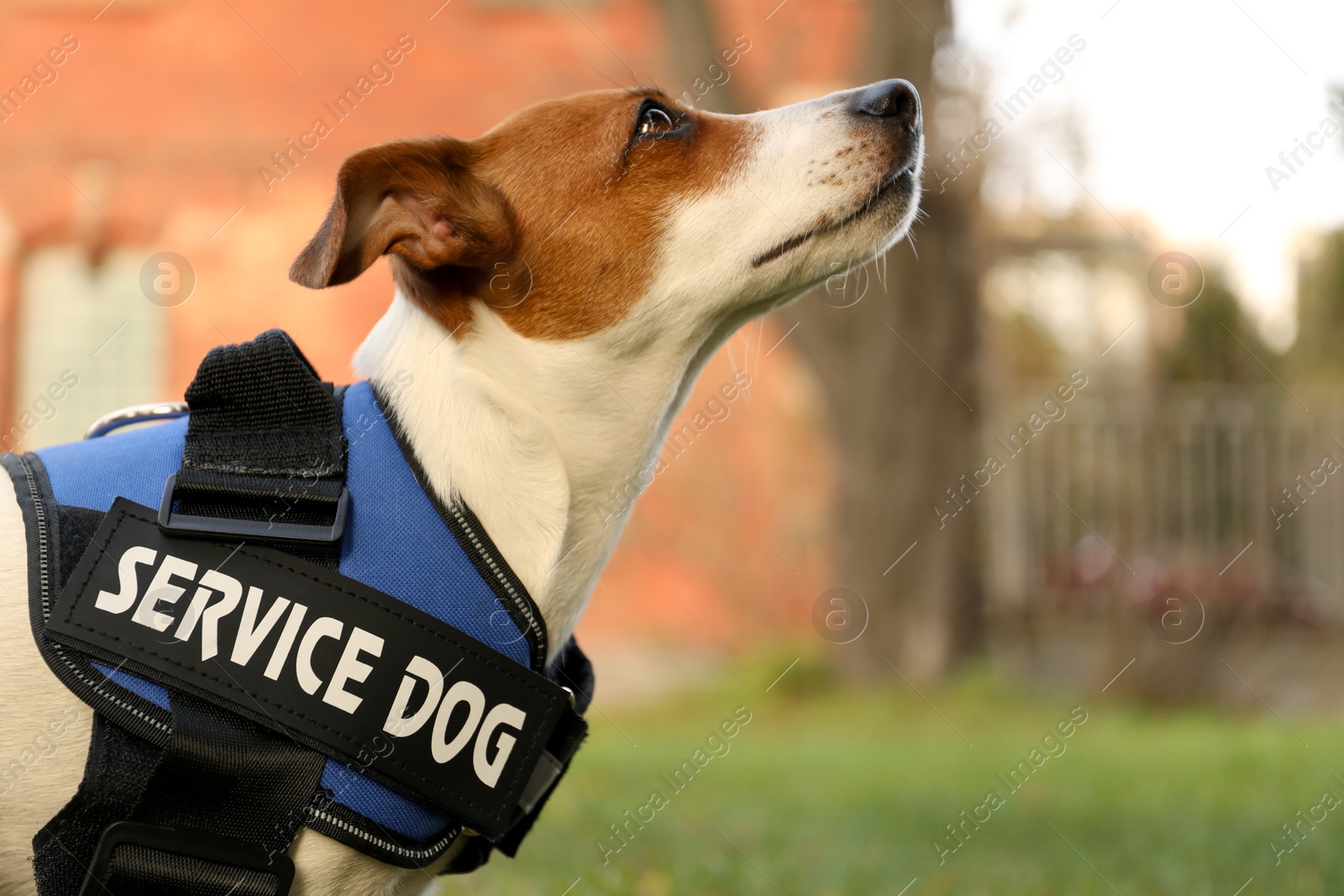 Photo of Cute Jack Russell Terrier wearing service dog vest outdoors, closeup. Space for text