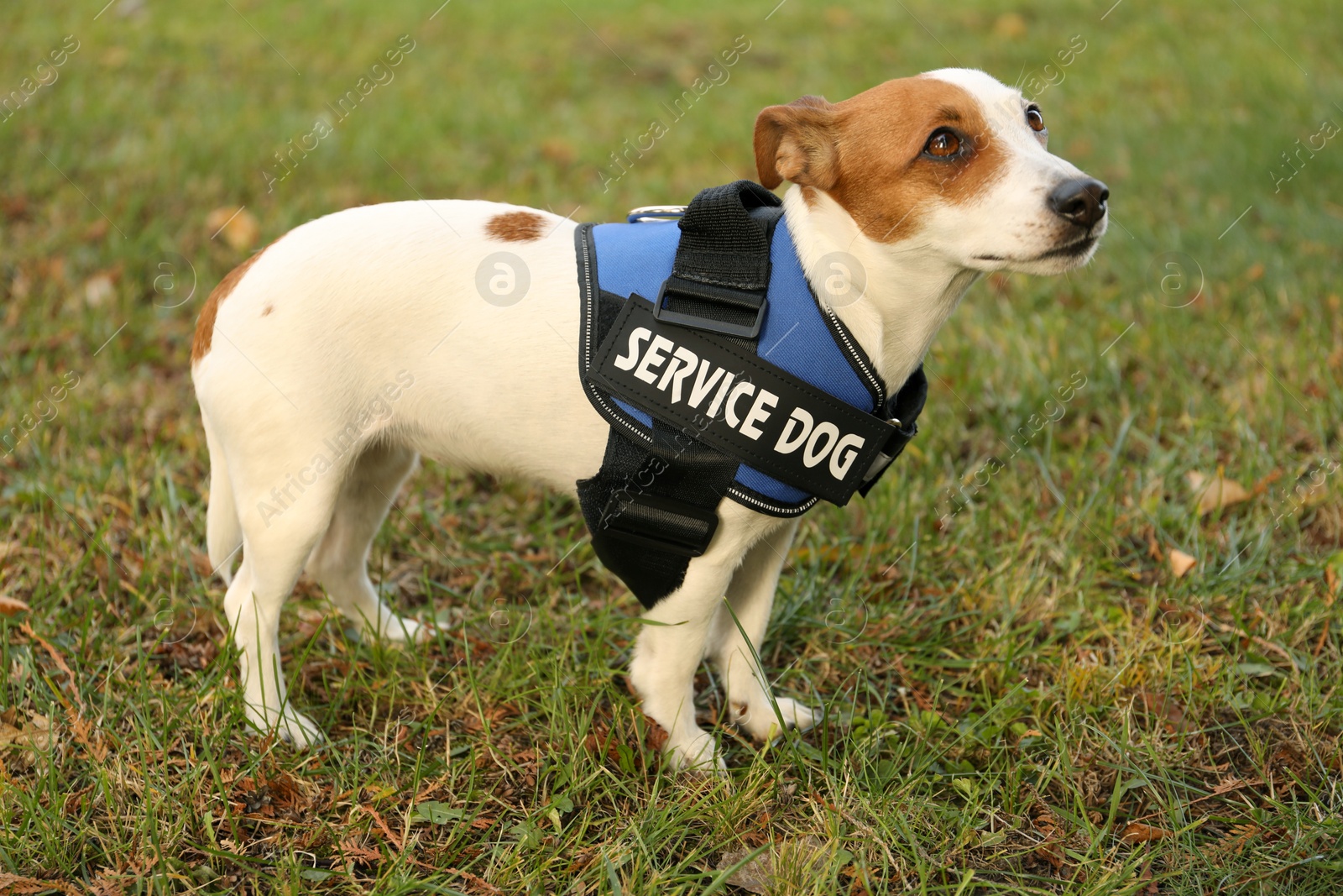 Photo of Cute Jack Russell Terrier wearing service dog vest outdoors