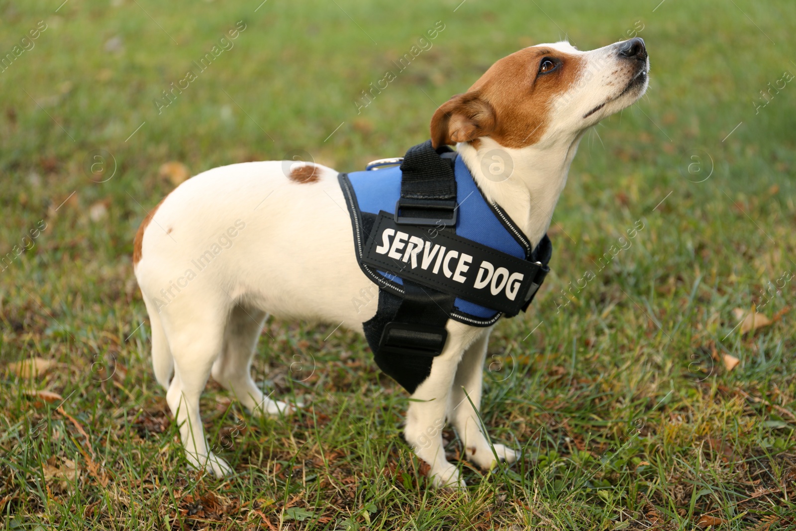 Photo of Cute Jack Russell Terrier wearing service dog vest outdoors