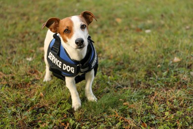 Photo of Cute Jack Russell Terrier wearing service dog vest outdoors, space for text