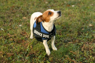 Photo of Cute Jack Russell Terrier wearing service dog vest outdoors