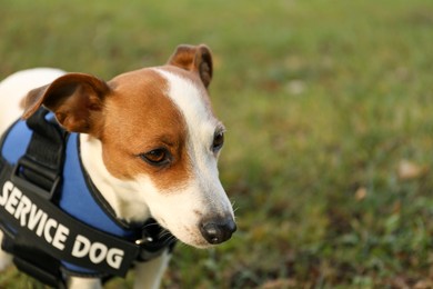 Photo of Cute Jack Russell Terrier wearing service dog vest outdoors, closeup. Space for text