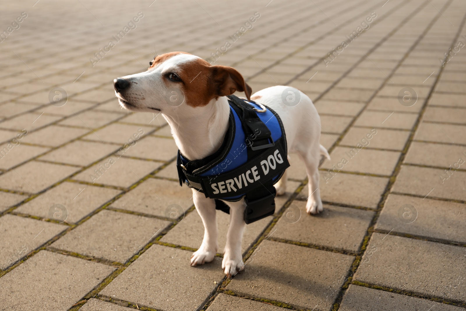 Photo of Cute Jack Russell Terrier wearing service dog vest outdoors