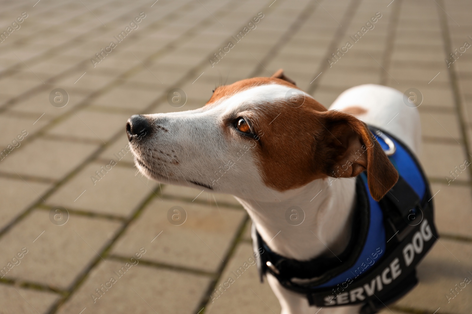 Photo of Cute Jack Russell Terrier wearing service dog vest outdoors, closeup