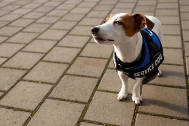 Photo of Cute Jack Russell Terrier wearing service dog vest outdoors, space for text