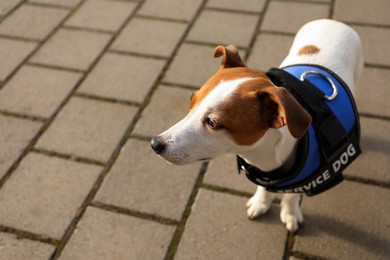 Photo of Cute Jack Russell Terrier wearing service dog vest outdoors, space for text