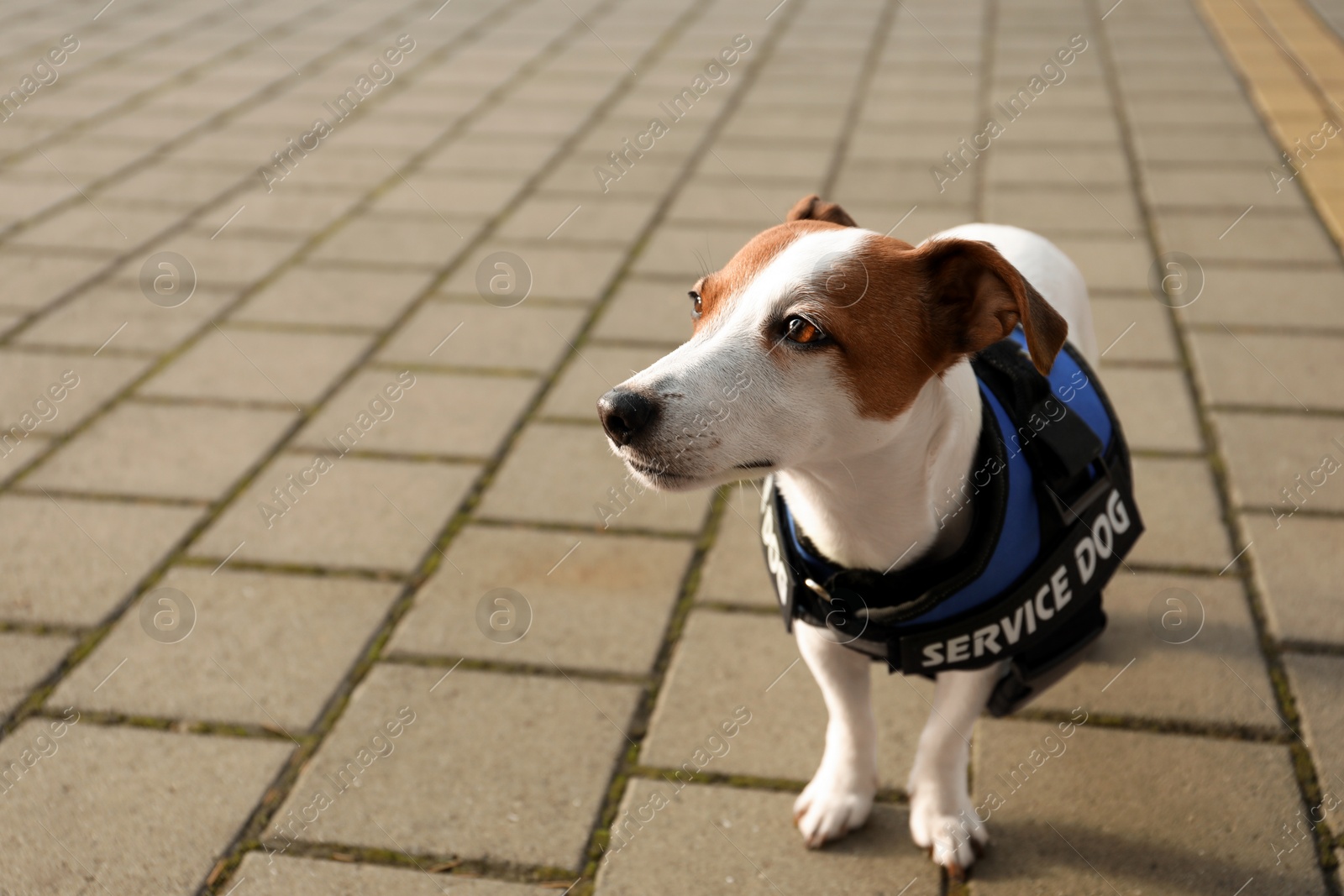 Photo of Cute Jack Russell Terrier wearing service dog vest outdoors, space for text