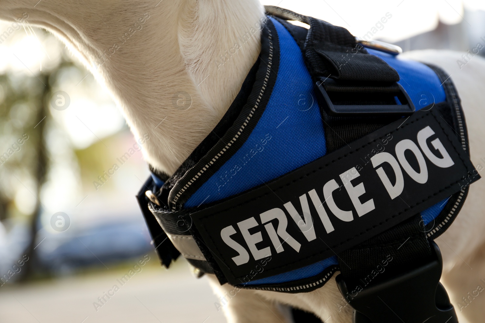 Photo of Cute Jack Russell Terrier wearing service dog vest outdoors, closeup