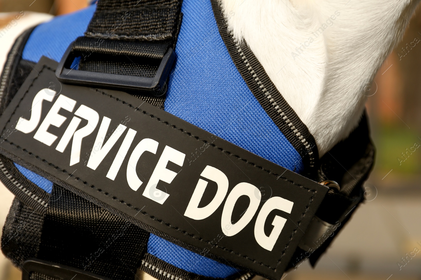 Photo of Cute Jack Russell Terrier wearing service dog vest outdoors, closeup