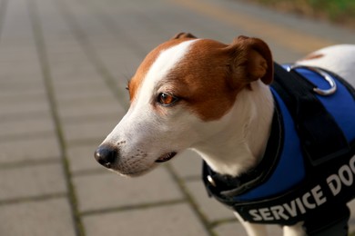 Photo of Cute Jack Russell Terrier wearing service dog vest outdoors, closeup