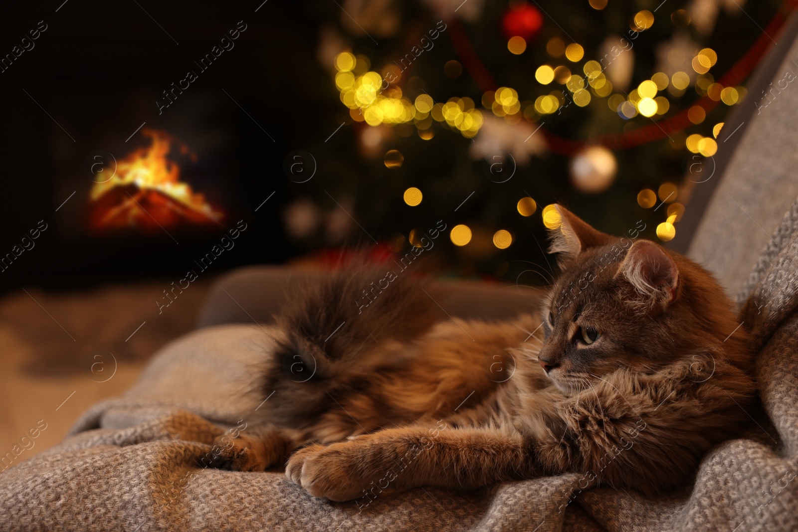 Photo of Cute fluffy cat on armchair against blurred Christmas lights, space for text