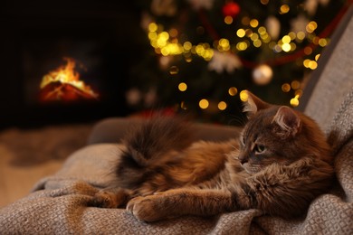 Photo of Cute fluffy cat on armchair against blurred Christmas lights, space for text