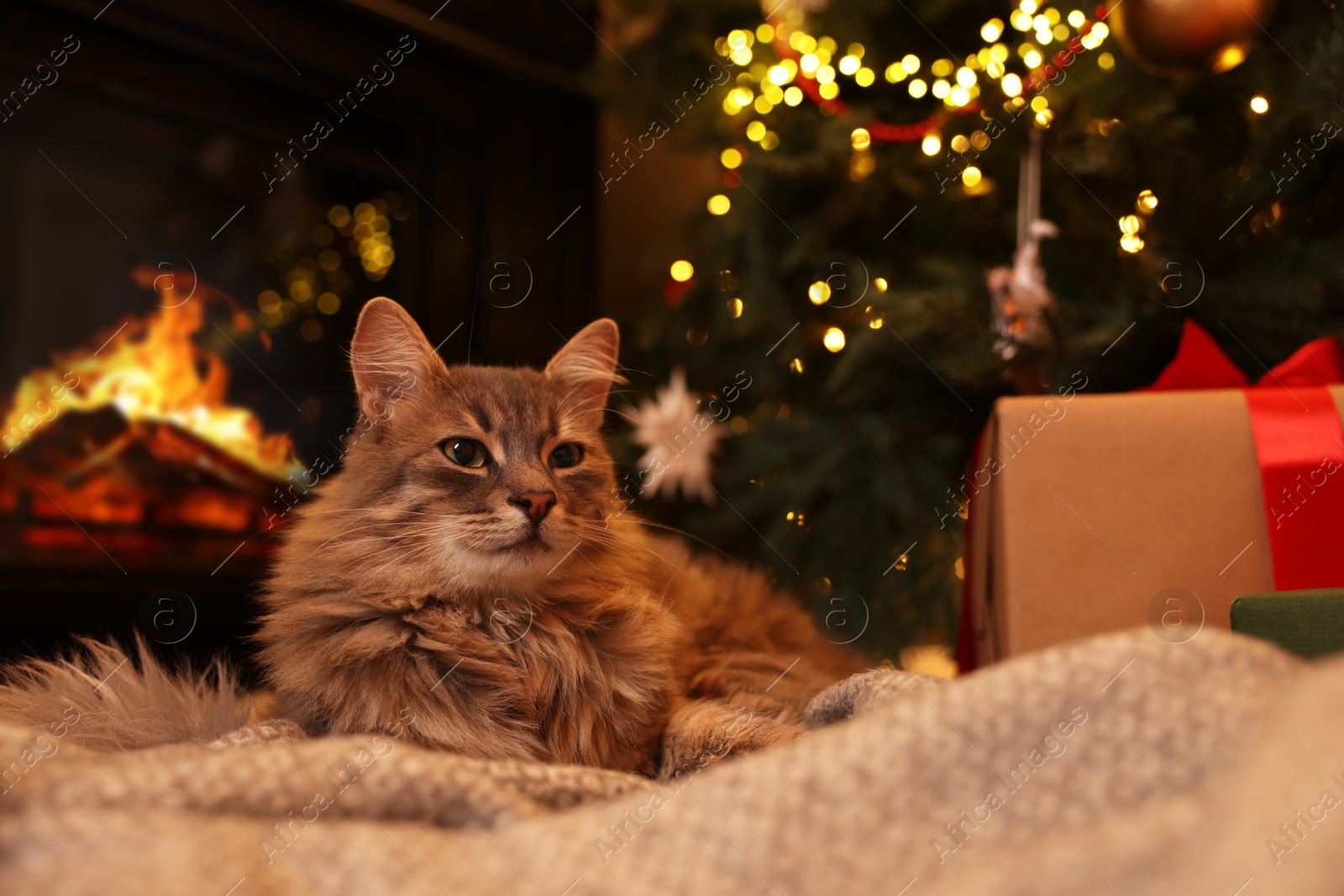 Photo of Cute fluffy cat on blanket in room decorated for Christmas