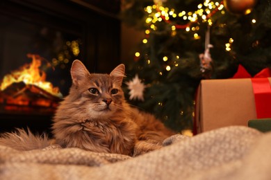 Photo of Cute fluffy cat on blanket in room decorated for Christmas