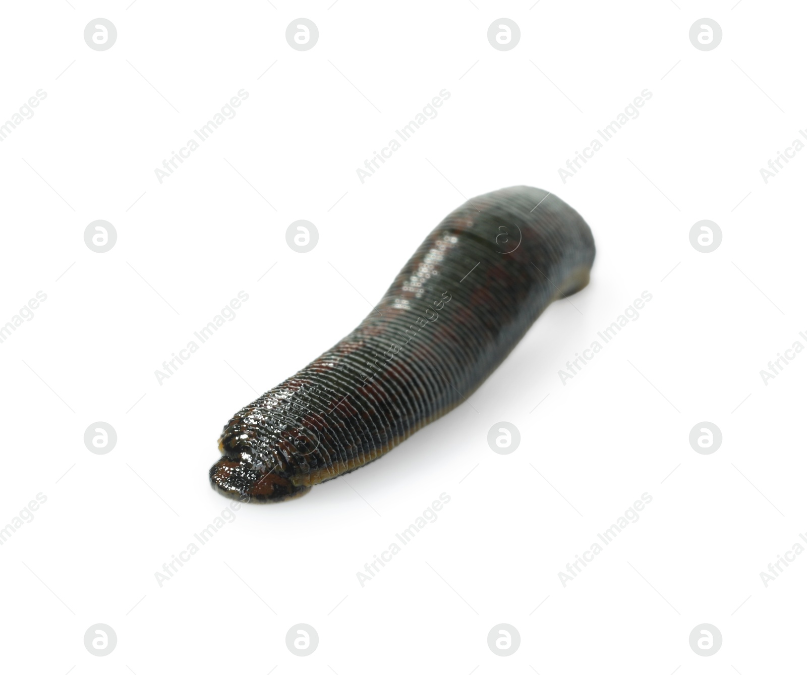 Photo of Alternative medicine. One leech isolated on white