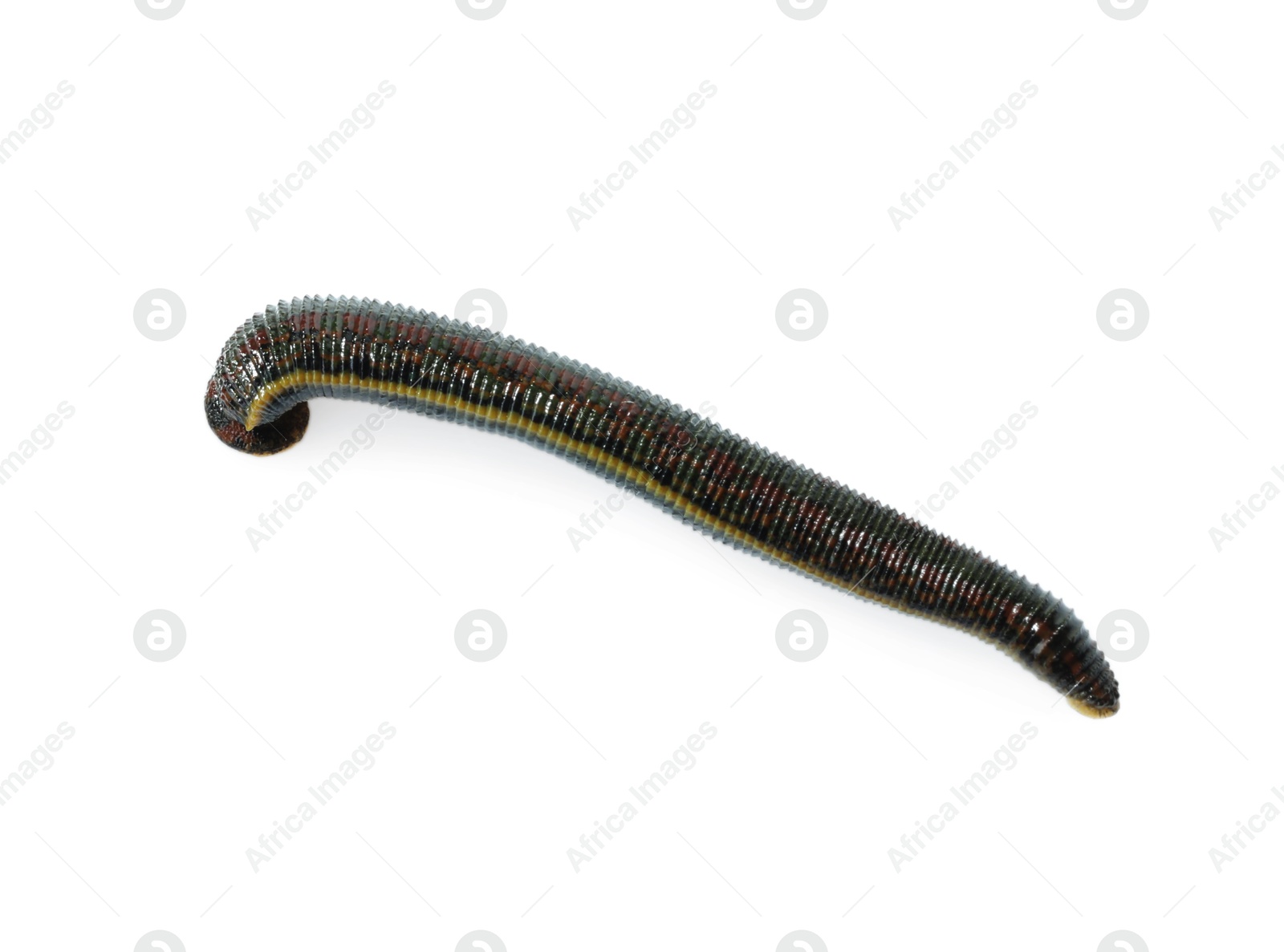 Photo of One medicinal leech isolated on white, top view