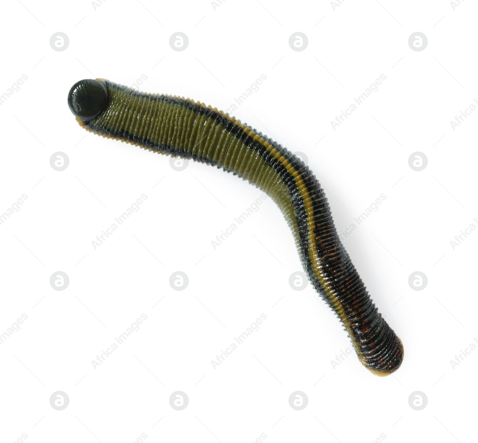 Photo of One medicinal leech isolated on white, top view