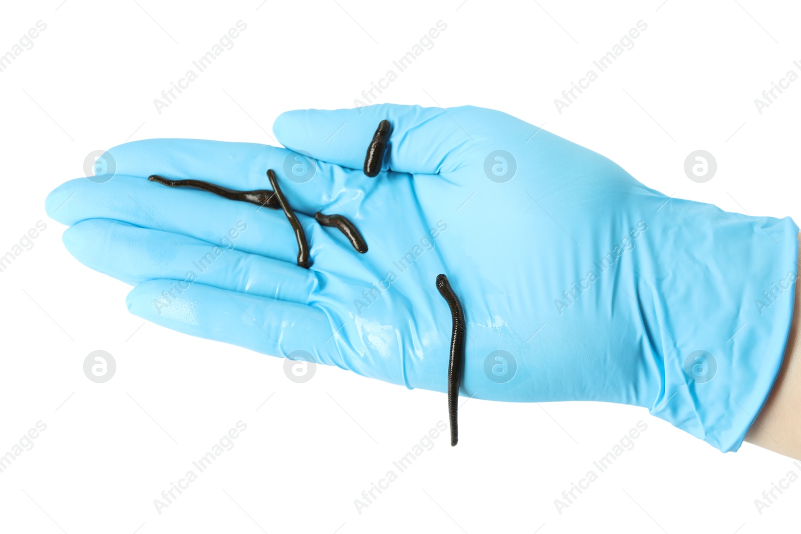 Photo of Doctor holding medicinal leeches on white background, top view