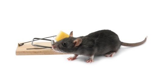 Photo of Trap with cheese and mouse on white background