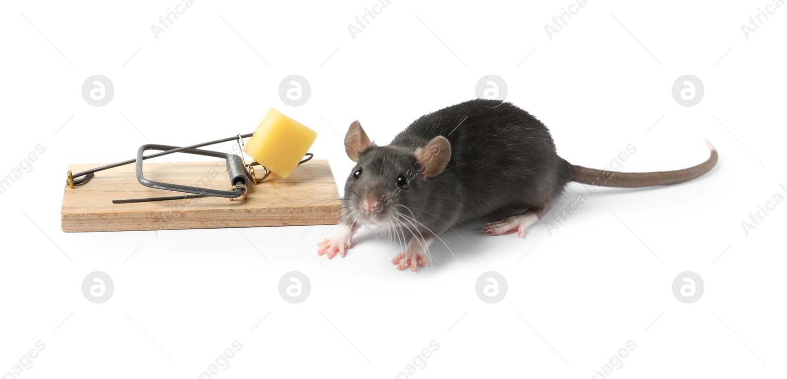 Photo of Trap with cheese and mouse on white background