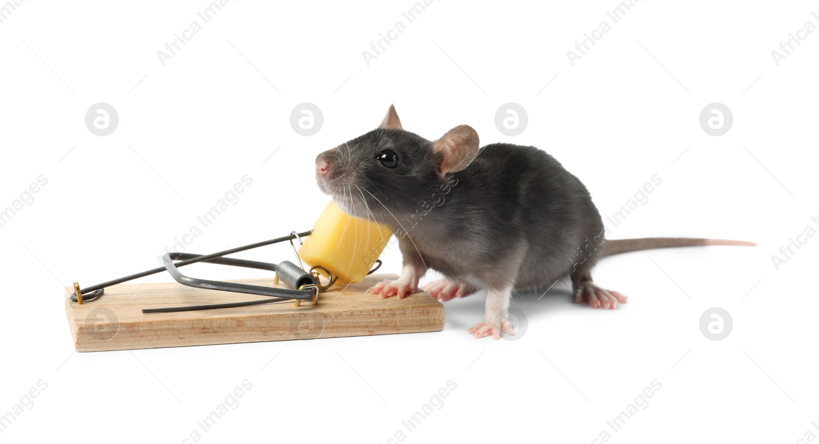 Photo of Trap with cheese and mouse on white background