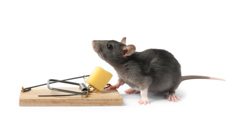 Photo of Trap with cheese and mouse on white background