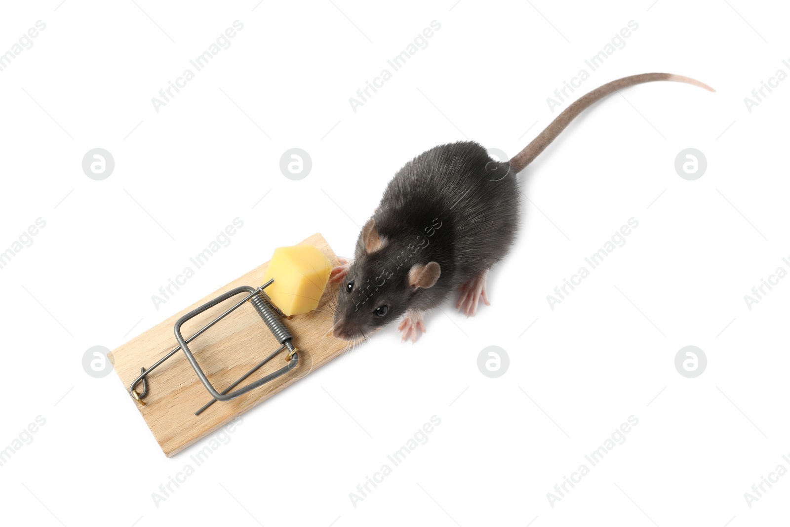 Photo of Trap with cheese and mouse on white background, above view