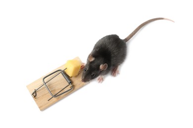 Photo of Trap with cheese and mouse on white background, above view