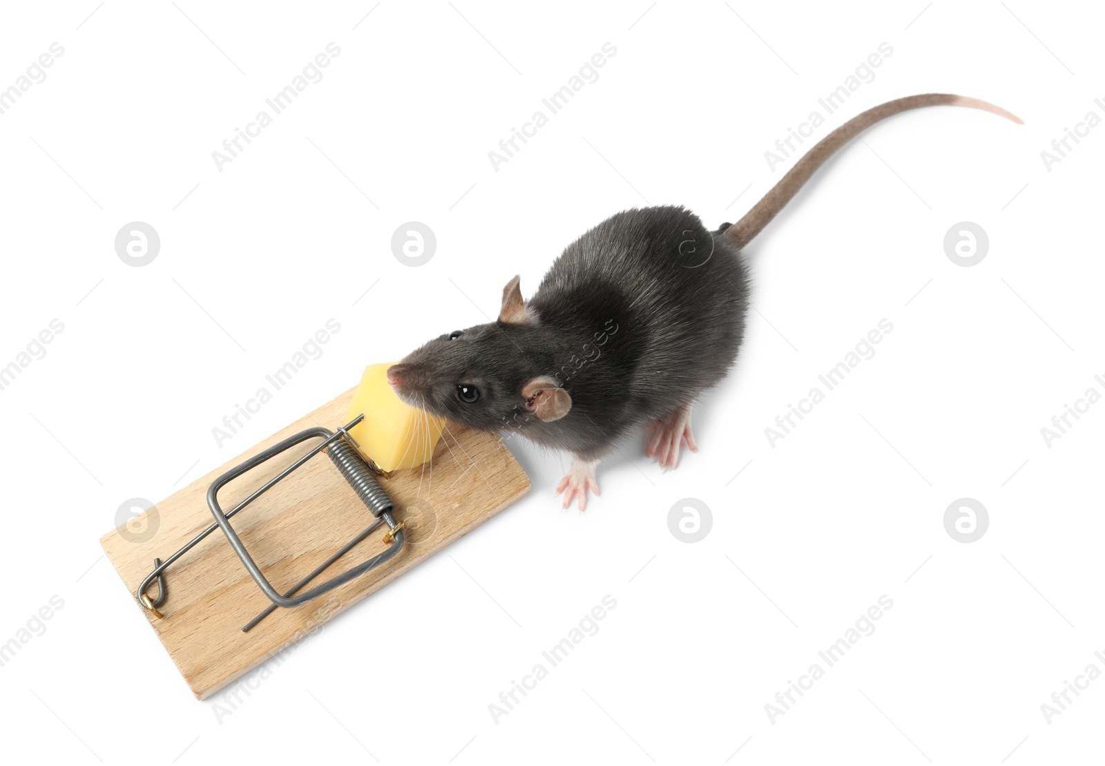 Photo of Trap with cheese and mouse on white background, above view