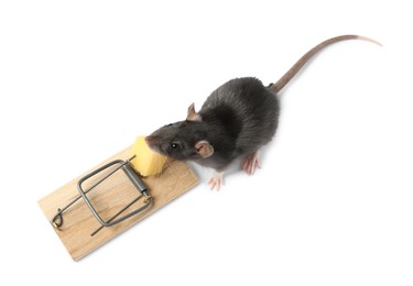 Photo of Trap with cheese and mouse on white background, above view