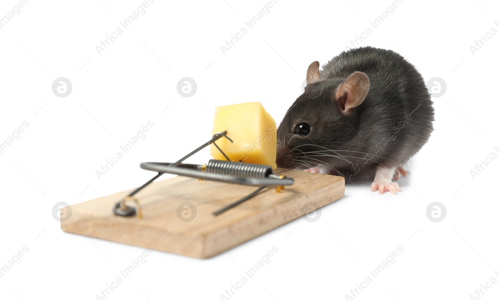 Photo of Trap with cheese and mouse on white background