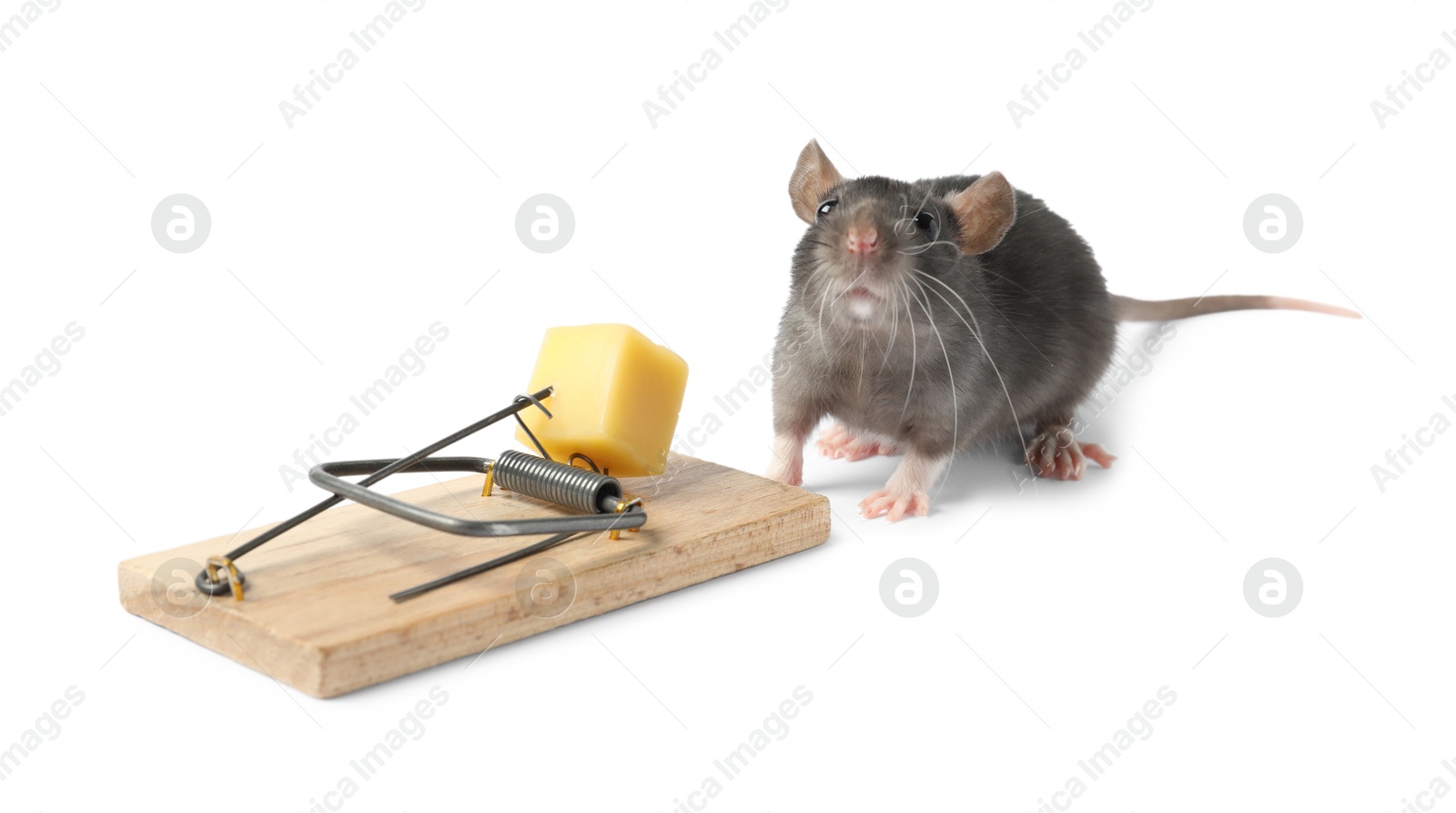 Photo of Trap with cheese and mouse on white background