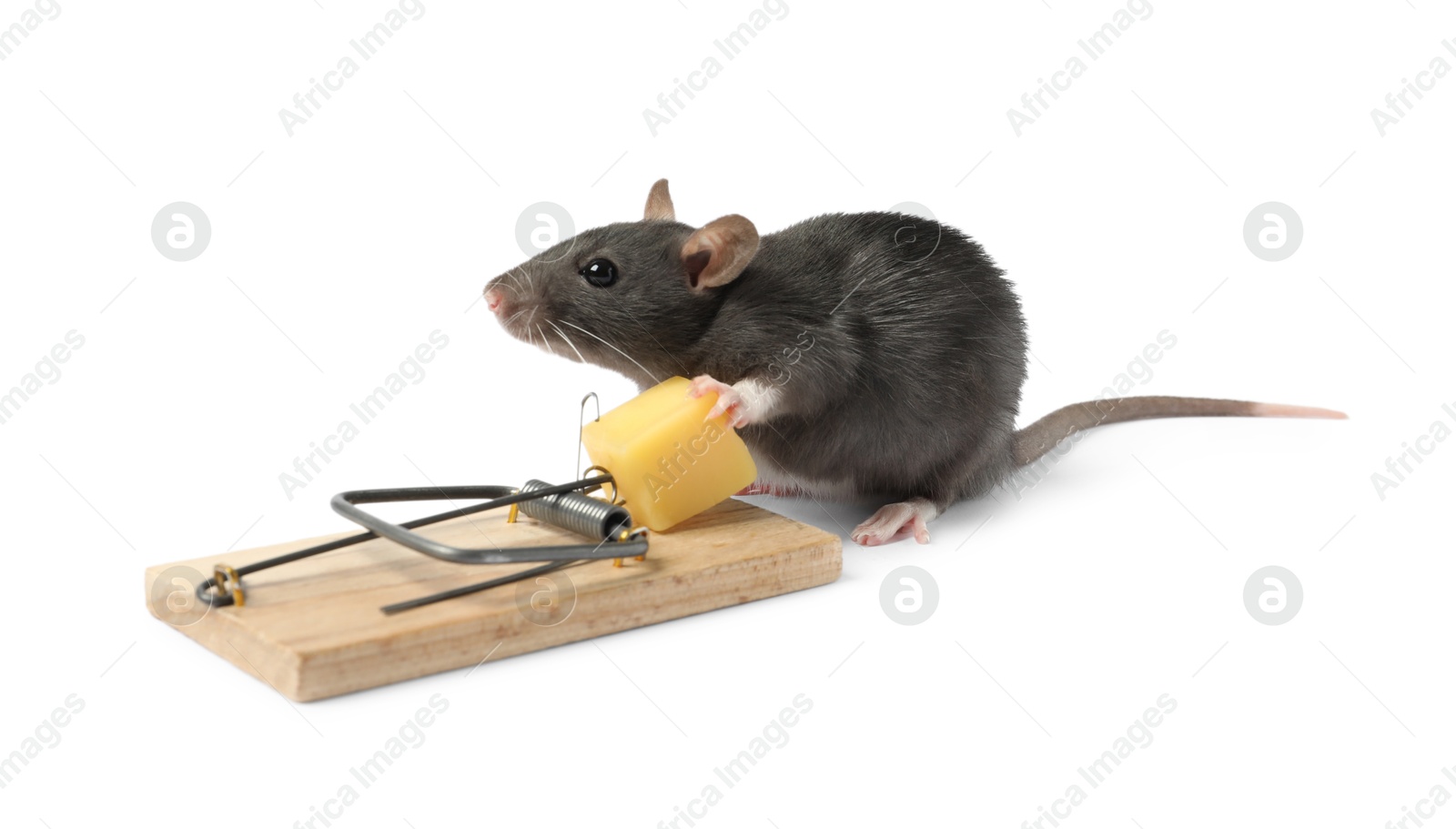 Photo of Mouse with cheese and trap on white background