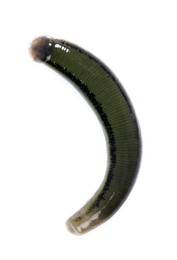 Photo of One medicinal leech isolated on white, top view